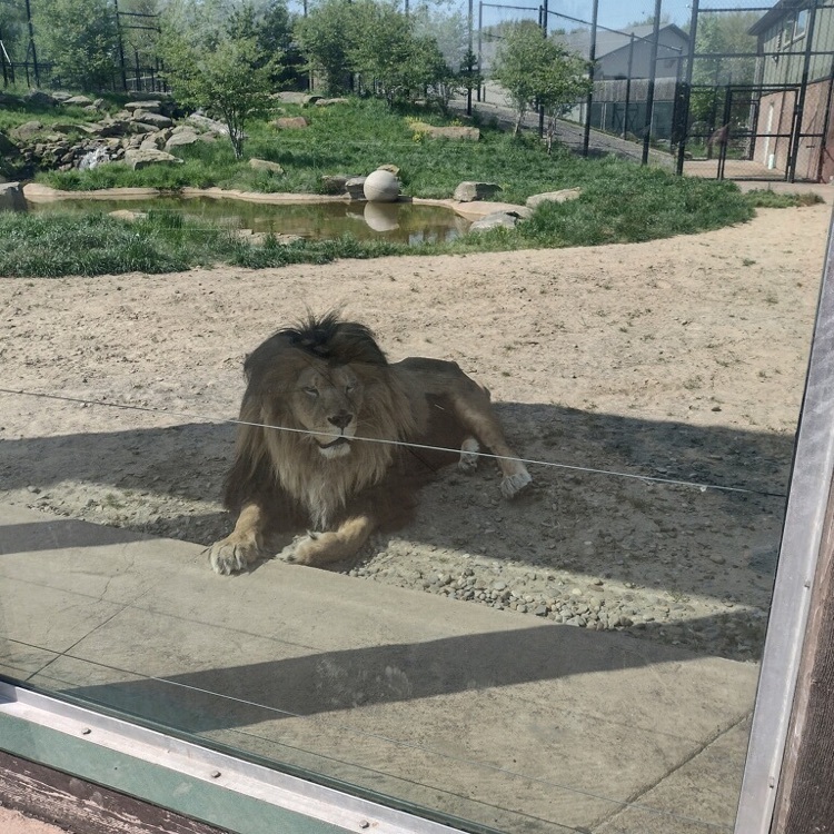 PK field trip to Keystone Safari